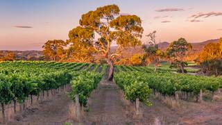 Australian Wine Dinner Photo