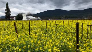 Frogs Leap Winemaker Dinner Photo