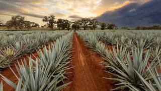 Pick Your Proof featuring Don Julio x Seedlip foto