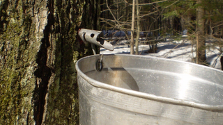 Chartier Sugar Shack Experience -first seating Foto