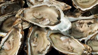 Dollar Oysters Every Thursday張相片