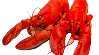 Lobster Frenzy張相片