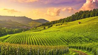 Italian Wine Dinner foto