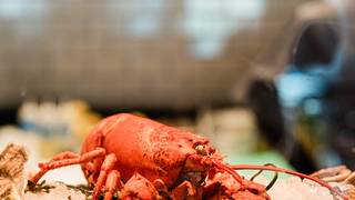 NATIONAL LOBSTER DAY SPECIAL foto