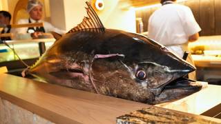 RONQUEO DE BLUE FIN Photo
