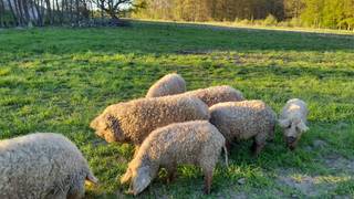 Kräuterspaziergang & Menü foto