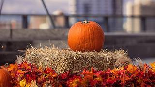 Pumpkin Patch photo