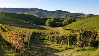 A night in Piemonte with Barolo and fresh truffles photo