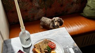 Sausage Dog Social foto