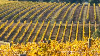 An Evening with Bannockburn Vineyards Photo