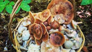 Mushroom Education, Foraging + Dinner Experience photo