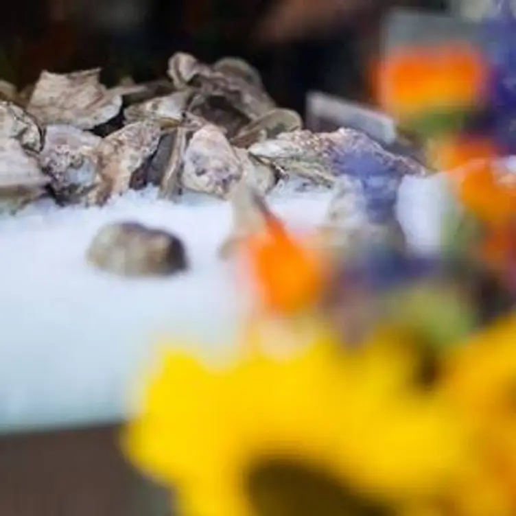 Freshest oysters in town! - Jax Fish House & Oyster Bar - Fort Collins, Fort Collins, CO