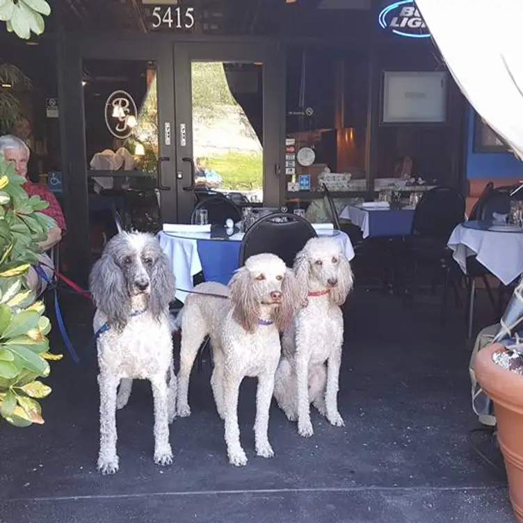 Dogs In Patio - Piazza Gavi, Tucson, AZ
