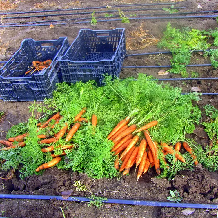 Harvesting Baby Carrots At Oxford Farms - Avelina - Denver, Denver, CO