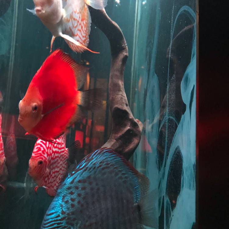 Hakkasan Shanghai Restaurant Shanghai Opentable