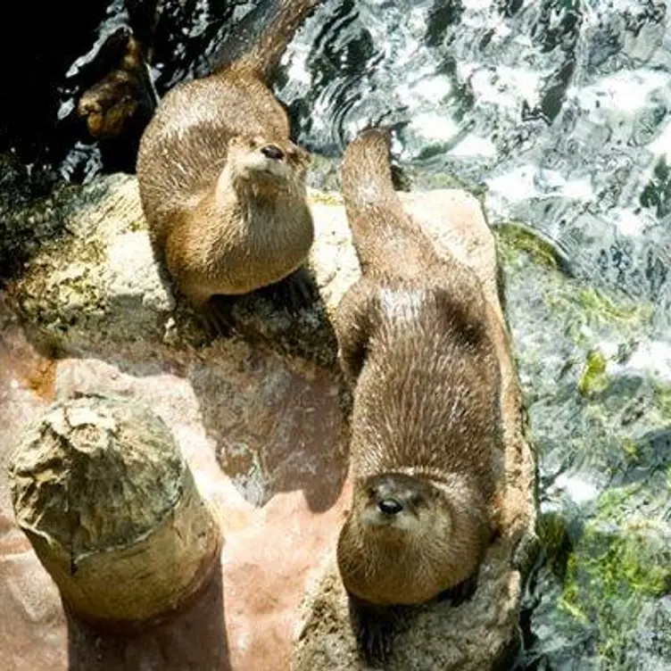 Aquarium Restaurant Downtown Denver Restaurant Updated 2023 Book