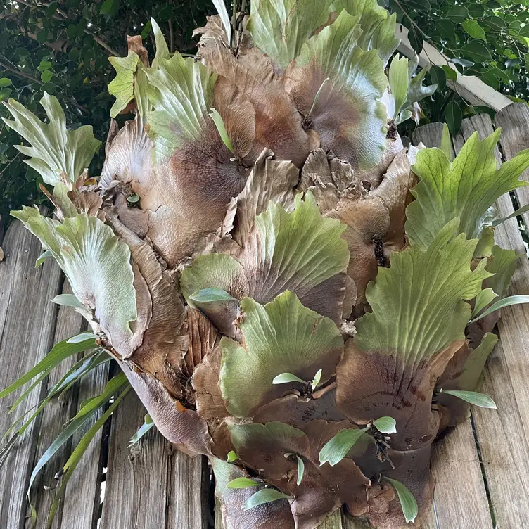 Dizz's As Is Restaurant Laguna Beach, CA OpenTable