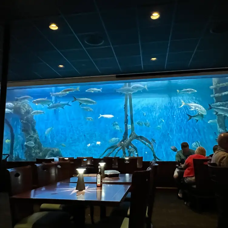 Big Fishtank at Florida Aquarium, A photograph of one of th…