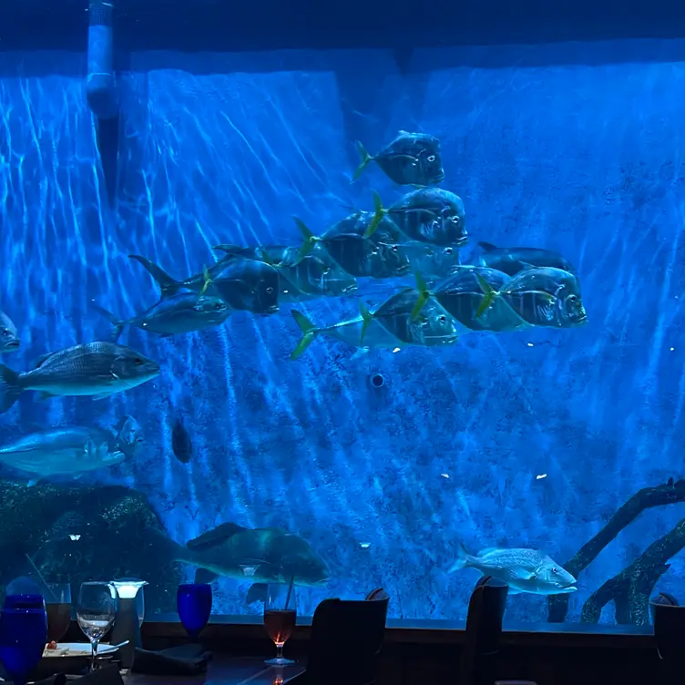 RumFish Grill Restaurant St. Pete Beach, , FL OpenTable