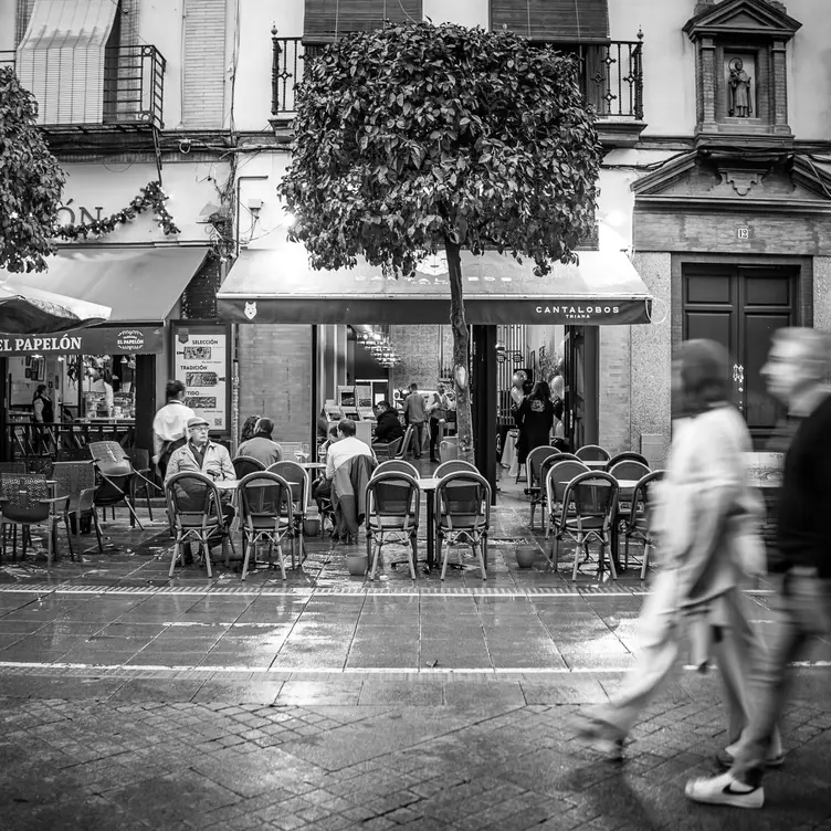 Cantalobos Triana, Sevilla, Sevilla