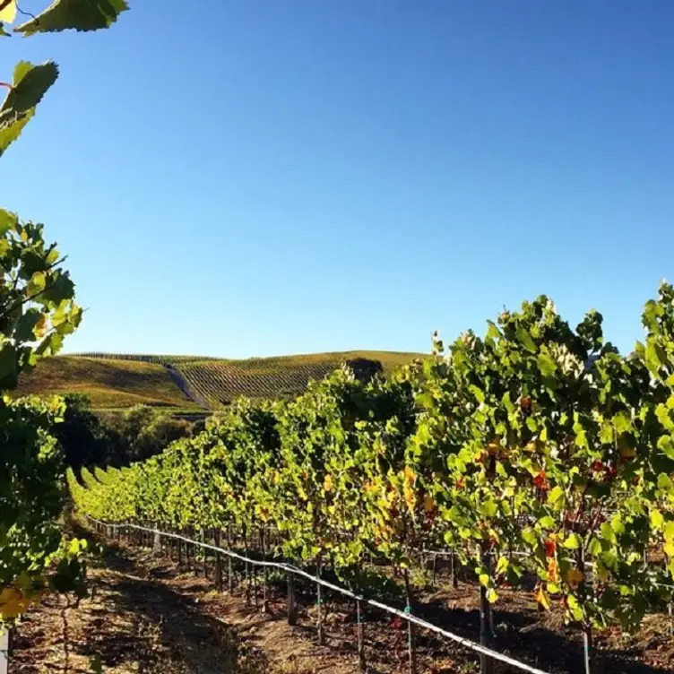 Troika Wines, Sonoma, CA