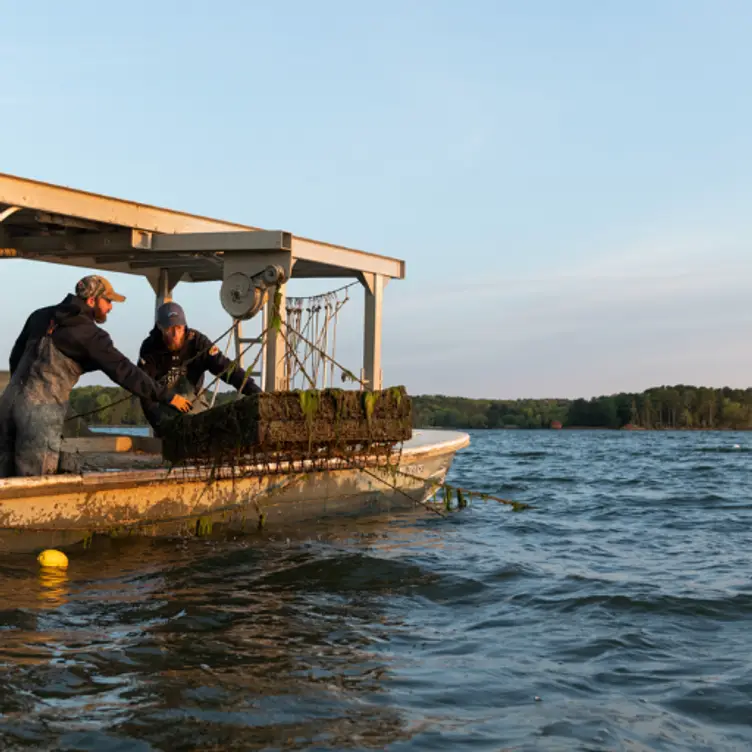 Our Oyster Farm - True Chesapeake, Baltimore, MD