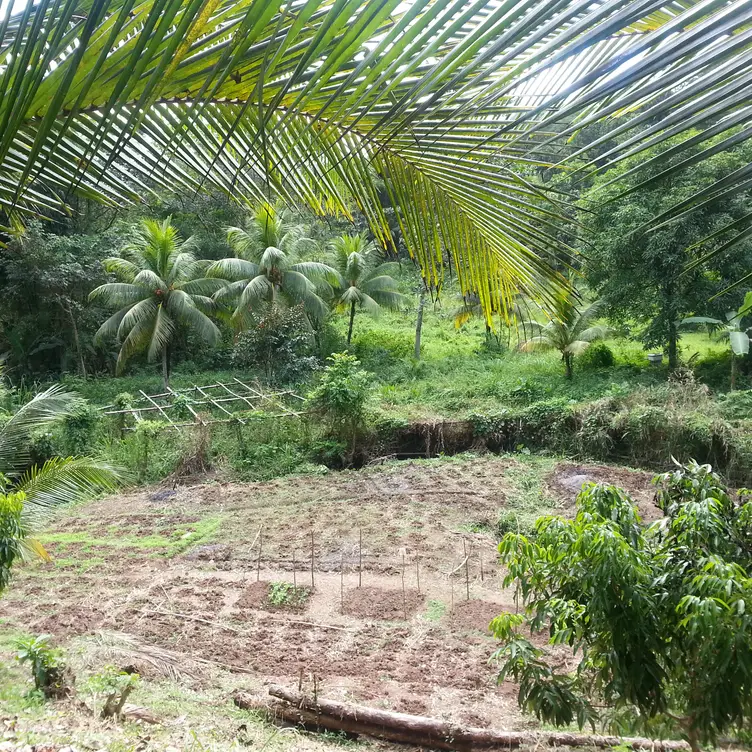 Zimbali's Mountain Cooking Studio，WestmorelandNegril