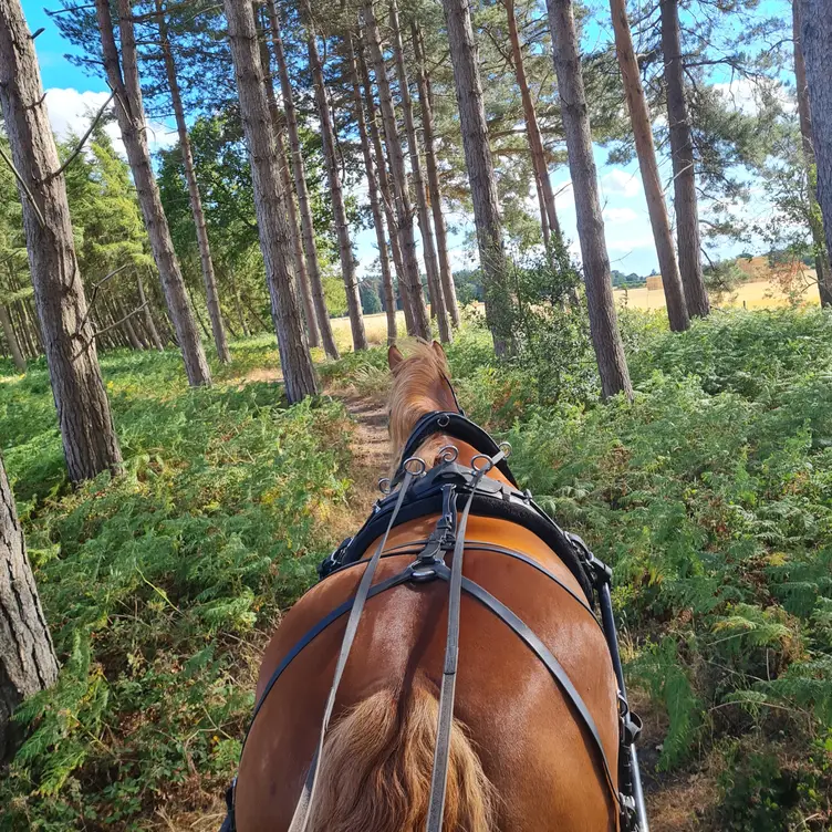 Little Skipwith Carriage Rides, Selby, North Yorkshire