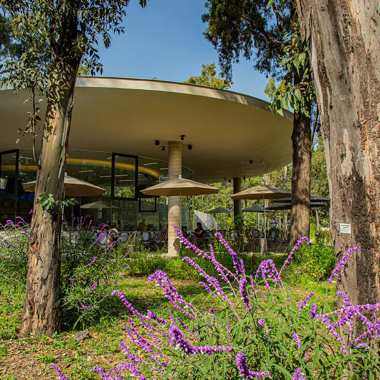 Proscenio Café dentro del Jardín Escénico. - Proscenio Café, Ciudad de México, CDMX