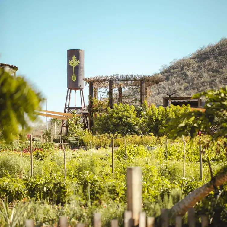 Jazamango, Todos Santos, BCS