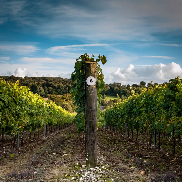 England's Oldest Commercial Vineyard - Afternoon Tea at Hambledon Vineyard, Waterlooville, Hampshire