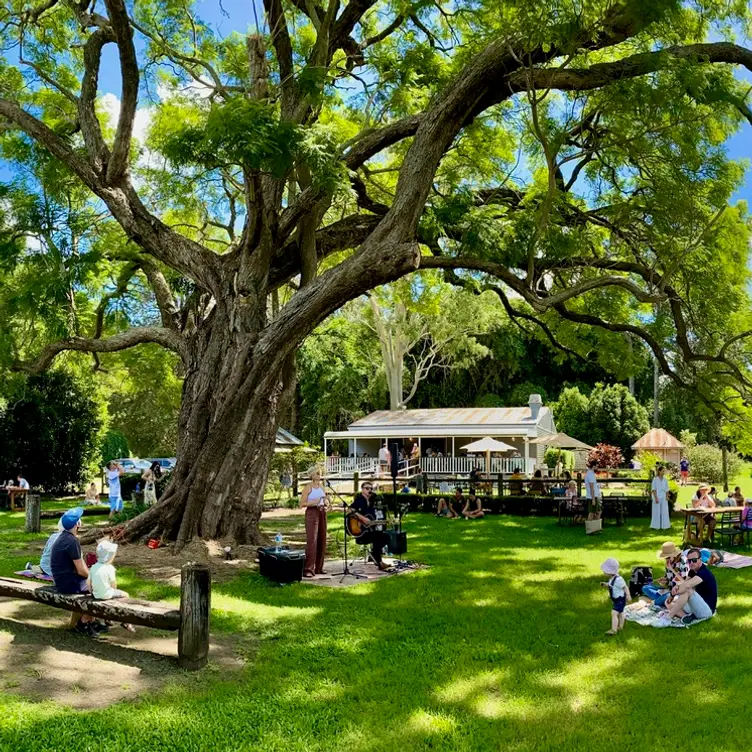 Guests enjoy the shade of our towering jacaranda - Scenic Rim Farm Shop Cafe, Kalbar, AU-QLD