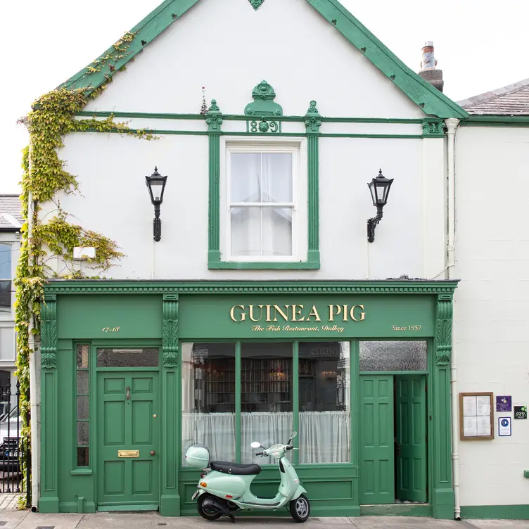 Guinea Pig, Glenageary, Co. Dublin