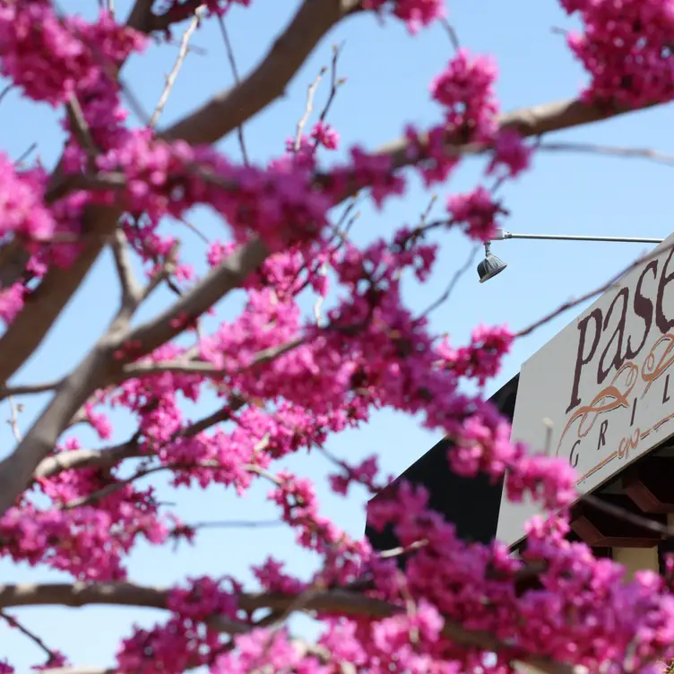 Paseo Grill Red Bud Sign - Paseo Grill, Oklahoma City, OK