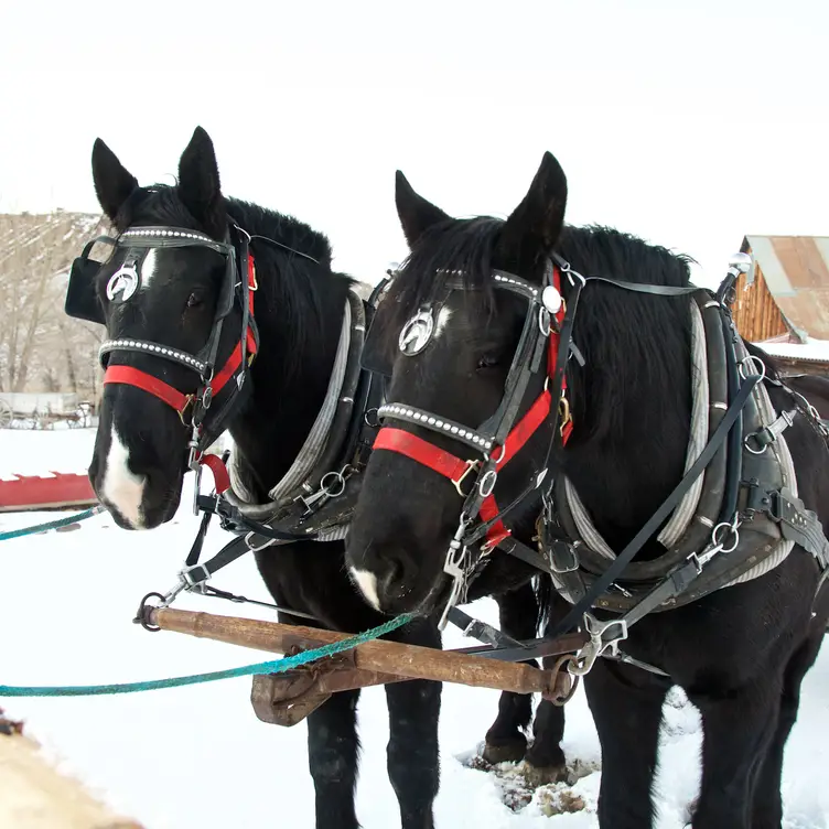 Our draft horses  - 4 Eagle Ranch，COWolcott