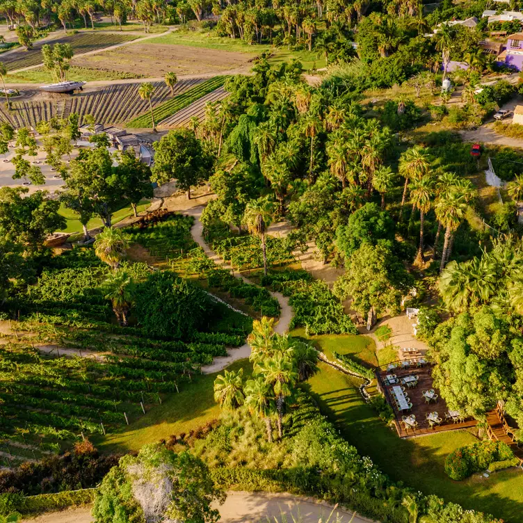 Vino Park，BCSTodos Santos