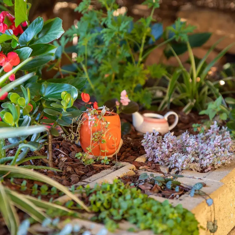 Garden cafe, friendly service and relaxed setting - Elderflower Café AU-QLD North Tivoli