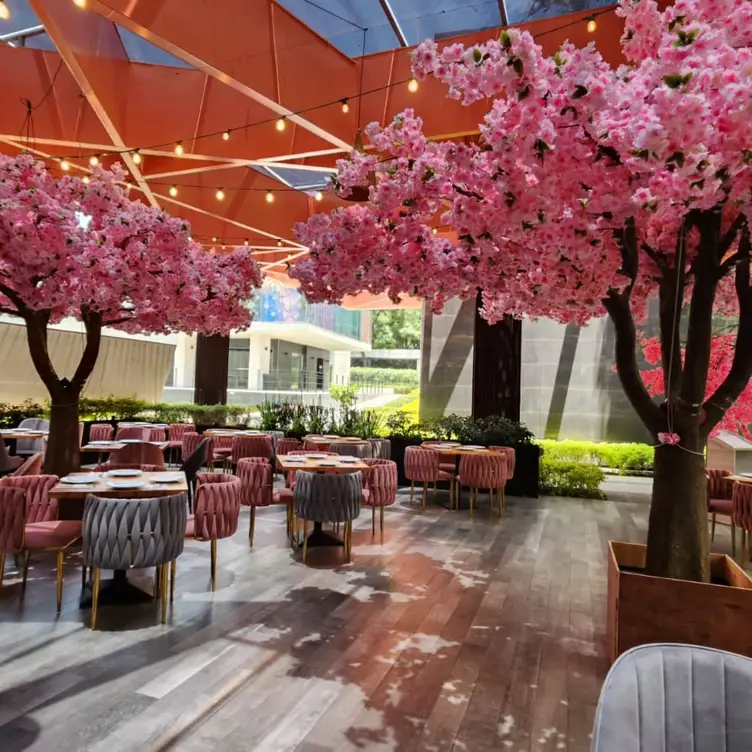 Cocina Internacional y Ambiente Acogedor - PINK Restaurante, Ciudad de México, CDMX