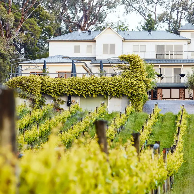 Morning Sun Vineyard，AU-VICMain Ridge