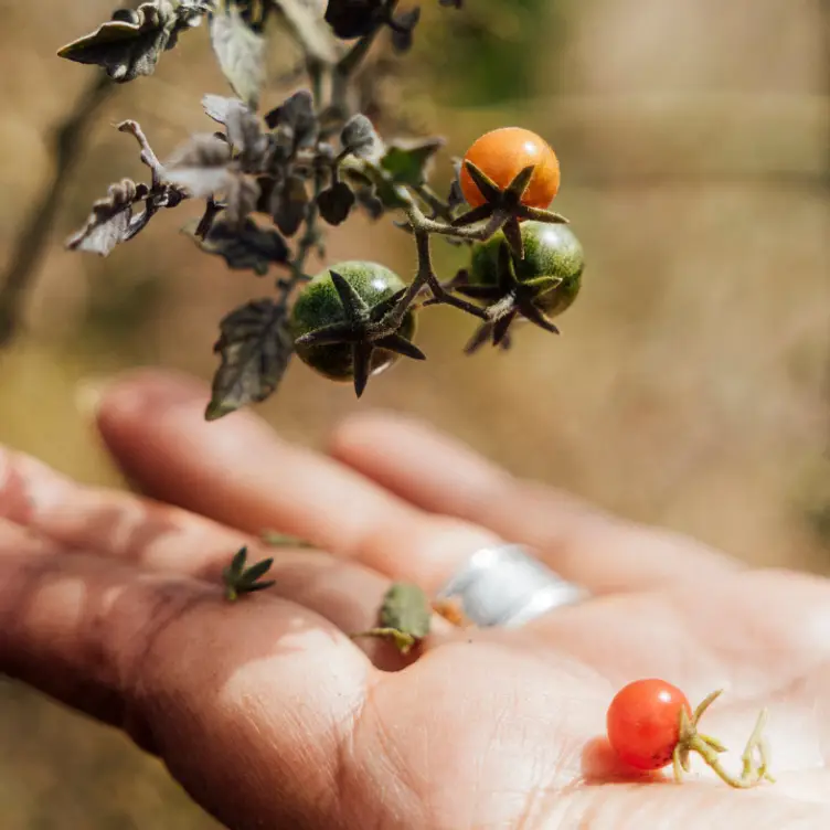 Pirules Garden Kitchen - Rosewood San Miguel de Allende, San Miguel de Allende, GUA