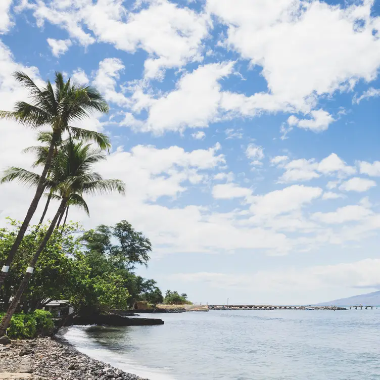 Honu Oceanside HI Lahaina