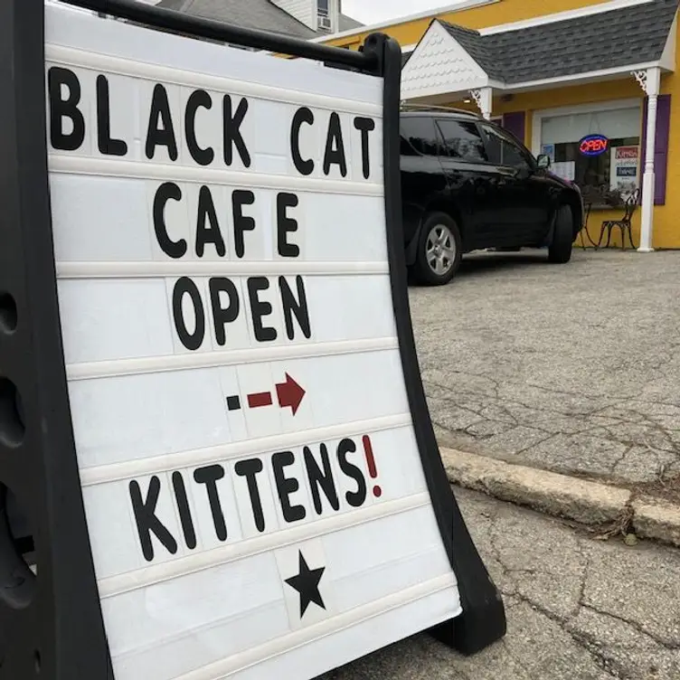 The Passionate Foodie: Rant: Should We Have Cat Cafes in Boston?