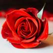 Una foto de Single Rose 🌹 de un restaurante