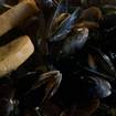 Una foto de Pot of Mussels de un restaurante