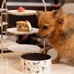 A photo of Dog afternoon tea of a restaurant