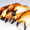 Une photo de Fresh Stone Crab Claw Platter d'un restaurant