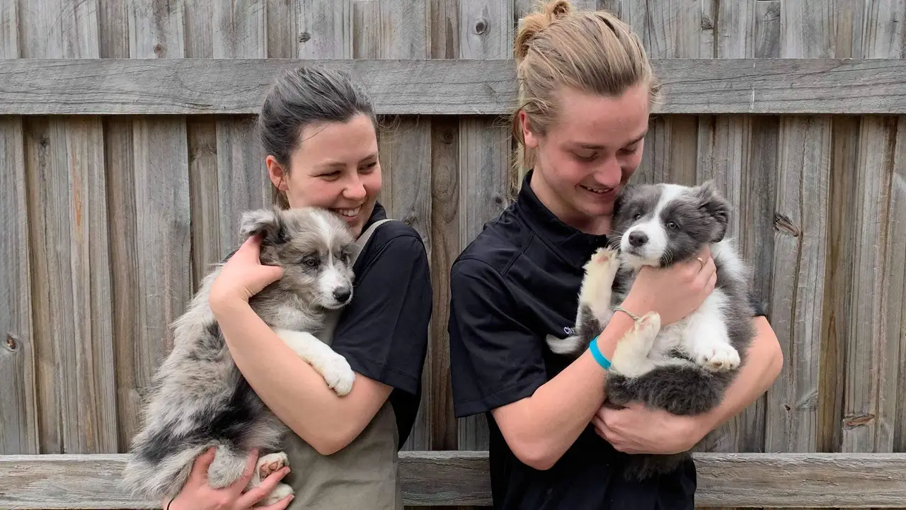 Collies and Co. Cafe, Samford Village, AU-QLD