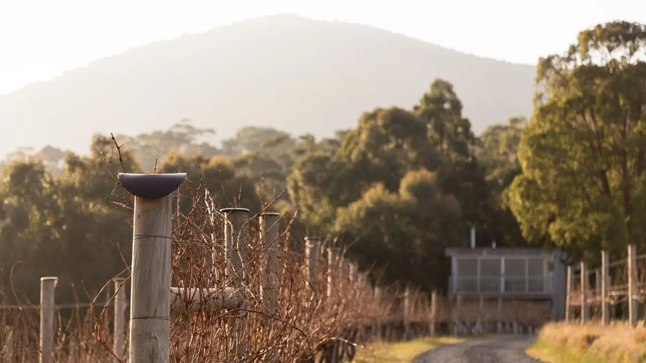 Mount Towrong Vineyard, Mount Macedon, AU-VIC