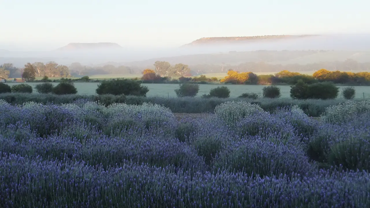 Lavender Valley Farm, Yetna, AU-WA
