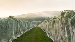 A photo of Cellardoor Winery - Lincolnville restaurant